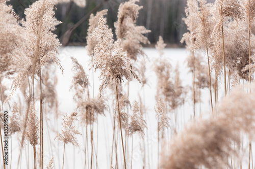 Field of dry brown grass cl...