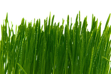 Blades of fresh green spring grass with raindrops