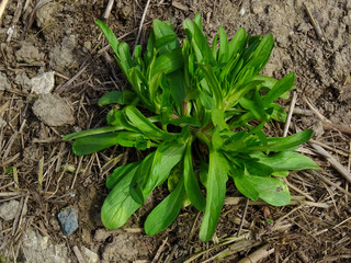 Valeriana