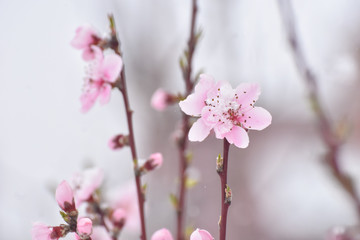 Wall Mural - Snow on pink flowers  and  first buds on tree. Concept of bad weather condition, frost and agriculture disaster. Damage to the orchard