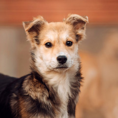 mixed breed puppy portrait close up outdoors