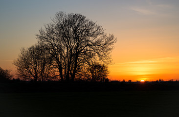 Wall Mural - silhouette of trees against colorful sunset sky