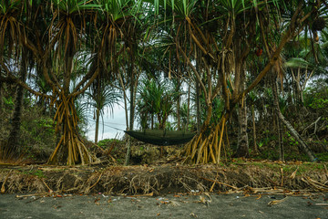 Wall Mural - Unique campsite in the tropical forest like a jungle and black sand beach by Indian ocean. Feel like Jurassic Park with a big monitor lizard nearby in West Java, Indonesia