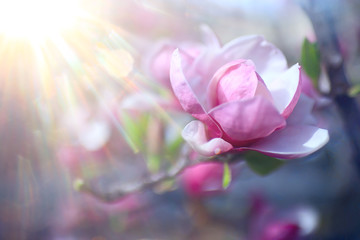 magnolia blossom spring garden / beautiful flowers, spring background pink flowers