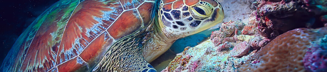 Wall Mural - sea turtle underwater / exotic nature sea animal underwater turtle