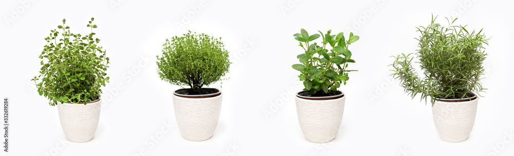 Green thyme, oregano, mint and rosemary plants growing in basket on white background isolated - obrazy, fototapety, plakaty 