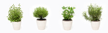 Green Thyme, Oregano, Mint And Rosemary Plants Growing In Basket On White Background Isolated