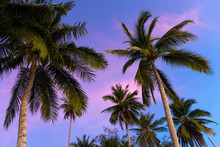 Tropical Palm Trees Against A Blue-purple Sunset Sky. Sunset In The Tropics