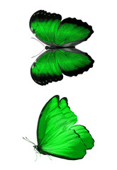 Wall Mural - Two beautiful green tropical butterflies isolated on a white background. moths for design