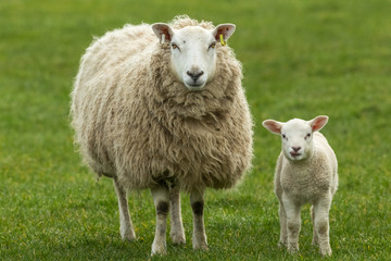 Wall Mural - lambing time in the yorkshire dales, england. texel ewe with her young lamb, both facing forward in 