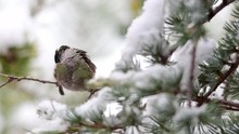 Hummingbird In The Snow Preening And Flapping Its Wings