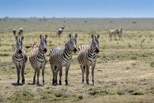 Common Or Plains Zebra (Equus Quagga) Group Standing On Guard And Staring At Predator, Ngorongoro Conservation Area, Tanzania.