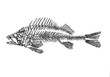 abstract and liniar fish skeleton sketch drawing