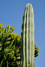 Big Green Cacti Against Blue Sky
