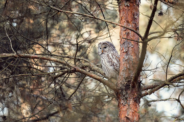 bird on tree ural owl