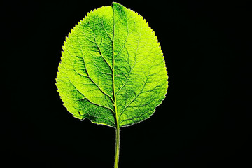 texture marco green leaf / fresh spring background green nature leaf tree structure