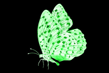 Wall Mural -  beautiful green tropical butterflies isolated on a white background. moths for design