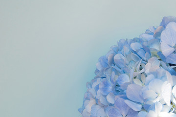 Hydrangeas on blue background