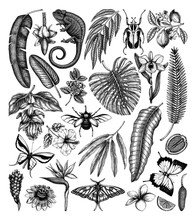 Tropical Plants And Animals Vector Collection. Hand Drawn Exotic Flowers, Citrus Fruits, Palm Leaves, Tropical Insects And Chameleon. 