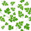 Fresh green parsley leaves on white background. Parsley isolated. Vector illustration. Seamless pattern.