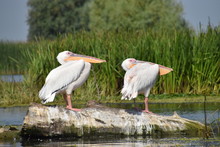 Pelicans In Danube Delta