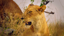 Closeup Portrait Of Lioness Looking Away From Camera. Irritating Flies On Nose. Northern Serengeti, Tanzania