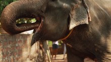 Goa, India. Indian Elephant Drink Water. Slow Motion.