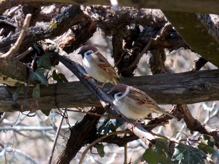 two small sparrows on a branch