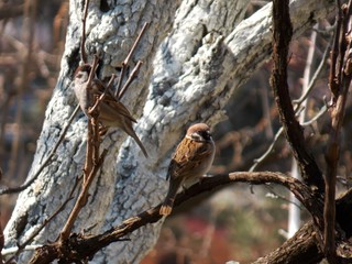 two small sparrows on a branch