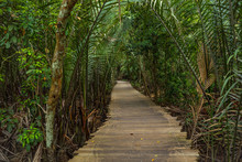 Wooden Boardwalk In Natural Untouched Mangrove Forest In Pulau Ubin, Singapore Whole Island Like A Park Place Worth A Visit
