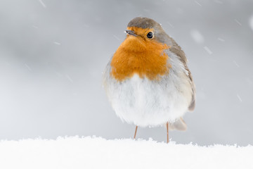 Wall Mural - A european robin (Erithacus rubecula)