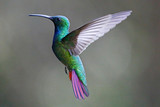 Green-Breasted Mango Female 1