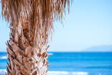 Tropical Photo - Blue Sea Or Ocean And Dry Palm Tree With White Space