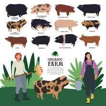 Set Of Twelve Breeds Of Domestic Pigs Flat Vector Illustration Of Two Women Farmers Working On A Farm Cattle Breeding And Stock Raising