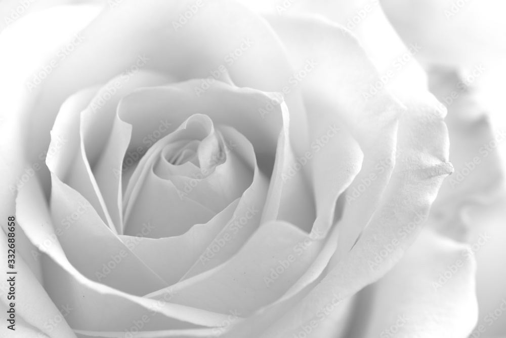 Soft rose black and white monochrome flower petals delicate gentle rose photography - obrazy, fototapety, plakaty 