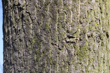 structure of tree bark with bork and canals