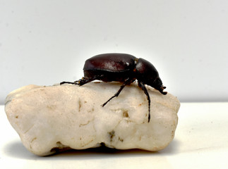 Rhinoceros beetle, Hercules beetle, Unicorn beetle, hornless female on light yellow stone on a white background