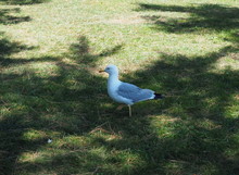 A Seagull Walks On The Lawn