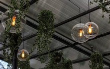 Transparent Glass Lamps And Plants On Terrace Ceiling