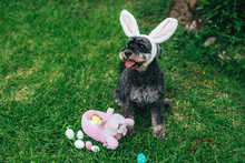 Cute Airedale Terrier Dog In Easter Bunny Ears With Eggs And Basket Sitting On Grass In Garden. Selected Focus.