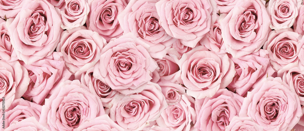 Background image of pink roses. Top view of rose flowers. Studio shot of flowers. - obrazy, fototapety, plakaty 