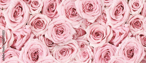 Fototapety różowe  obraz-w-tle-rozowych-roz-widok-z-gory-kwiatow-rozy-strzal-studio-kwiatow