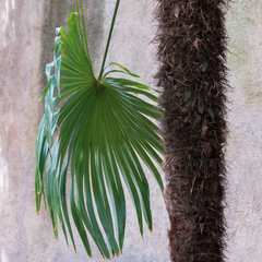 beautiful green palm leaf and palm tree trunk