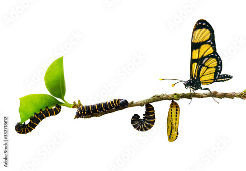 Cuadros en Lienzo evolution metamorphosis caterpillar to butterfly on leaf