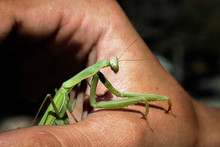 Mantis Sitting On Hand In Hot Summer Close Up