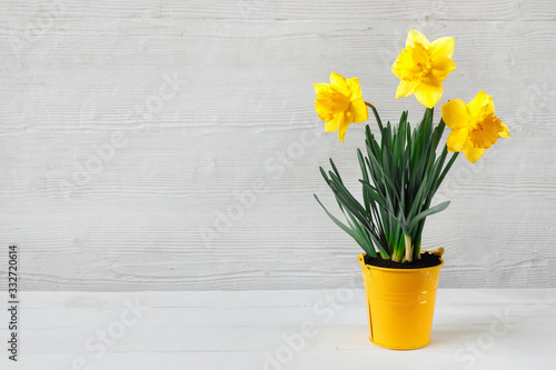 Photographie Beautiful yellow daffodil seedling in bucket, on wooden background
