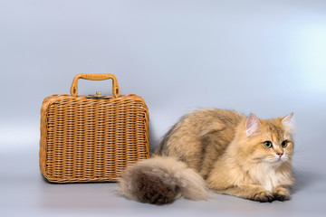 British Shorthair Kitten Cat Isolated