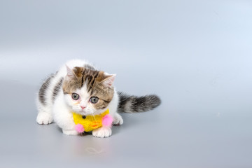 British Shorthair Kitten Cat Isolated