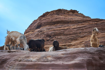 Wall Mural - Goats in a hill of Wadi Musa, Jordan