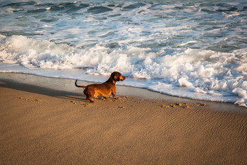 Dachshund dog playing with breaking waves on a sunny beach